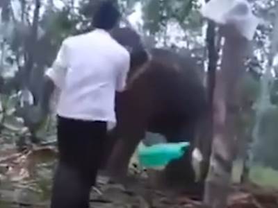  Slon u Indiji gazio ženu do smrti 