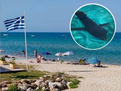  Grcka plava ajkula doplivala do obale 