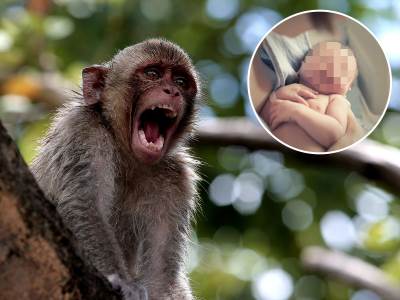  bijesni majmuni u japanu napadaju ljude 