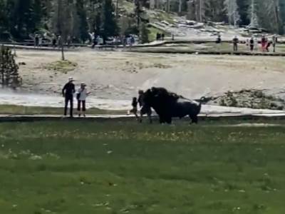  bizon napao čovjeka 