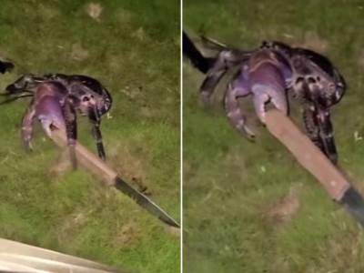  muskarca u japanu htjeo da ubije rak 