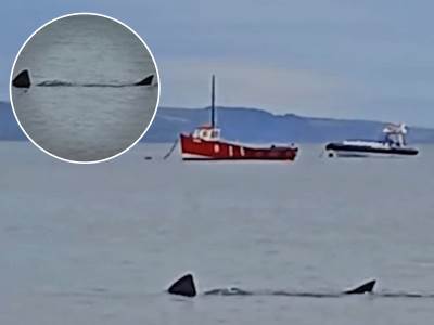  ajkula u Velikoj Britaniji 