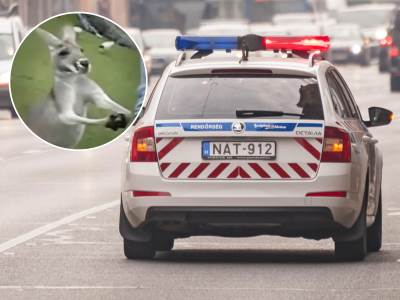  Policija jurila kengura u Budimpesti 