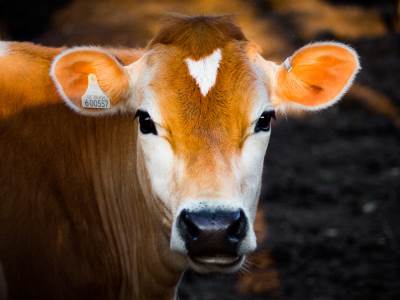   Plastika pronađena u mlijeku, mesu i krvi krava 