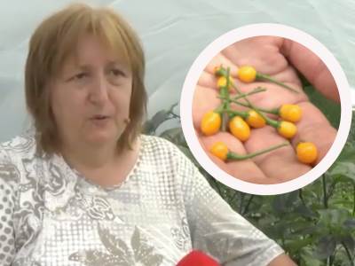  Svetlana iz Rume gaji najmanje i najljuće papričice na svijetu 