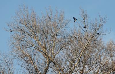  Sokolovima čuva aerodrom “Nikola Tesla”! 