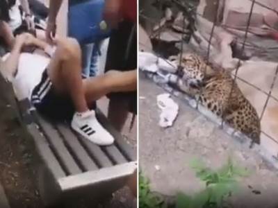  jaguar napao dijete u zoo vrtu 