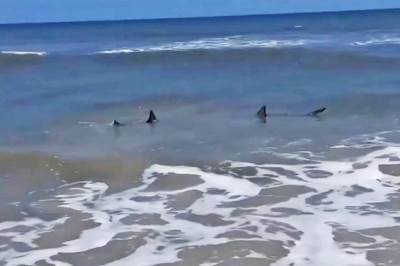  Dramatični snimak prikazuje dve velike ajkule u veoma plitkim vodama tik uz plažu na FloridI! 