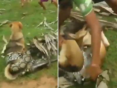  Grupa dječaka je uhvatila ogromnu zmiju koja je pokušavala da ubije njihovog psa! 