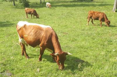  Evropski parlament odlučio da farme goveda nisu zagađivači 