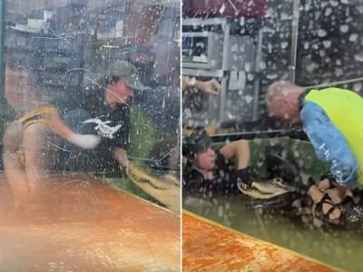  Napad aligatora u Zoo vrtu 