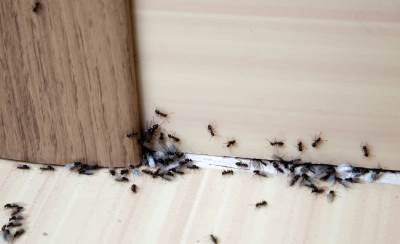  kako se rijesiti mrava iz kuce 