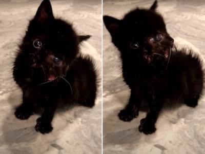  Mačka  rođena sa dvije glave  