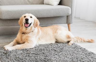  psi imaju suze radosnice kada se vlasnik vrati kući 