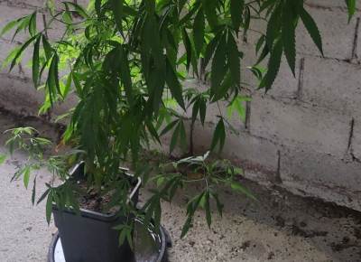  jedna osoba u podgorici uhapsena zbog pronadjenih stabljika marihuane  