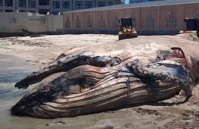  Kit u Južnoj Africi 