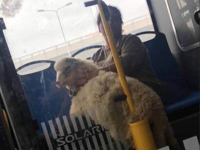  žena i ovčica na zadnjem sjedištu gradskog prevoza u Beogradu 