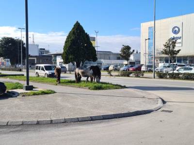  "DIVLJI MUSTANZI" UŽIVAJU U PRELIJEPOM DANU U PODGORICI 
