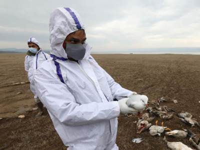  Da li je svijet spreman za pandemiju ptičjeg gripa? 