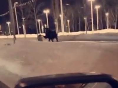  veliki los napao zenu  