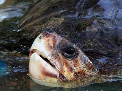  Stručnjaci Instituta za biologiju mora pokušavaju spasiti povrijeđenu morsku kornjaču 