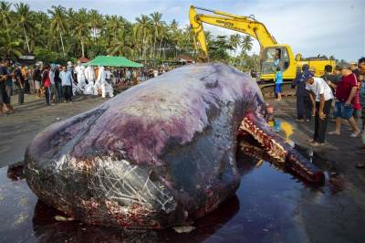  Tri kita pronađena mrtva na obali na Baliju 