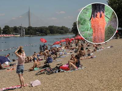  Drveće na Adi Ciganliji 