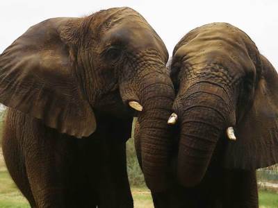  Slonovi su izgubili skoro dvije trećine svog staništa širom Azije 