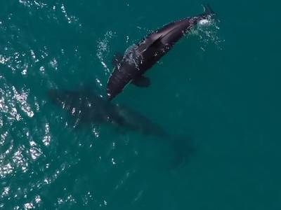  kitovi ubice uočeni u dubaiju 