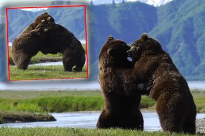  Borba medveda Aljaska  