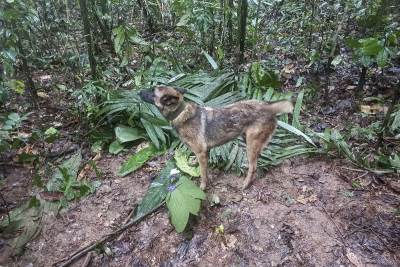  pronađeno 3 djece nakon 17 dana lutanja korz Amazon 