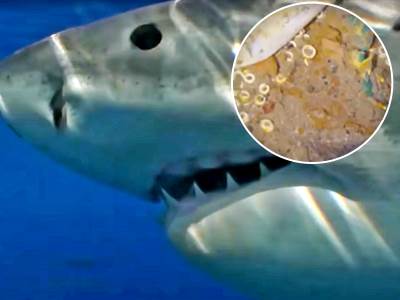 Zub megalodona pronađen na olupini Titanika 