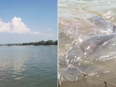 Som, savsko jezero   Som, savsko jezero