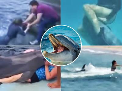  Delfini napali porodicu 