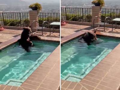  Medvjed ušao u porodični bazen u Kaliforniji 