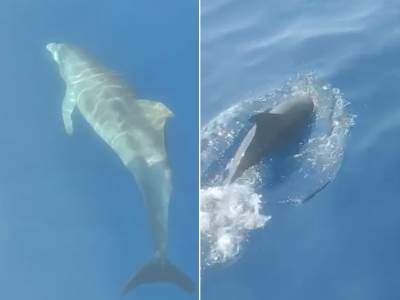  Delfin u Budvi 