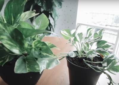  Koje biljke pomažu protiv stresa? 