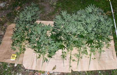  Uhapšen u Bogatiću zbog Marihuane 