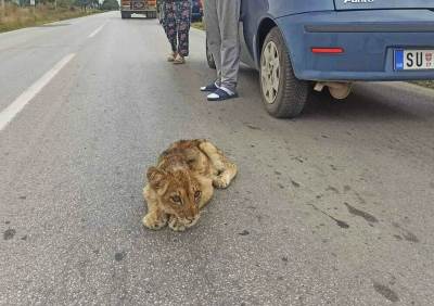  Subotičanka držala lavicu Kiki u stanu, pa je pustila na ulicu 