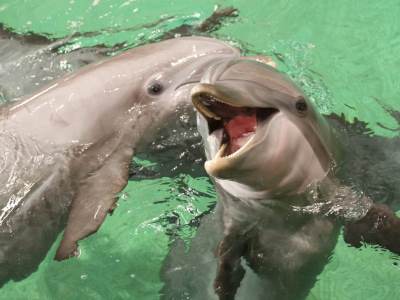  Masovno izumiranje delfina u Amazonu 