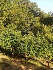  Policija pronašla plantažu marihuane u Nikšiću 