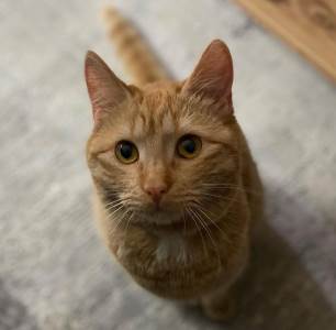  Kako da mačka ne "napada" okićenu jelku? 