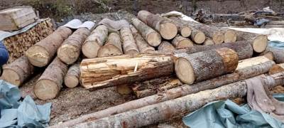  Krivična prijava u Beranama zbog šumske krađe  