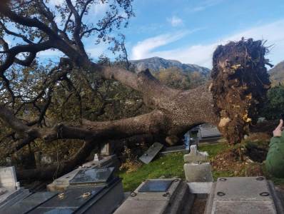  Na groblju u Sutomoru oboreno drvo unistilo grobove 