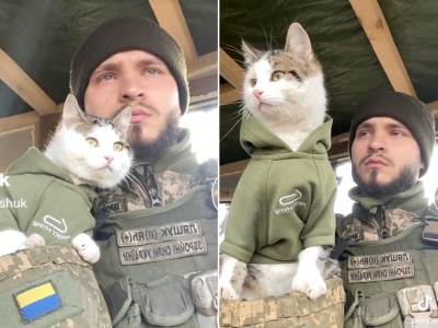  Mačke pomažu vojnicima u Ukrajini u borbi sa miševima 