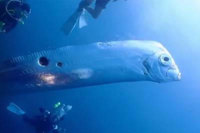  Riba Veslača uhvaćena u Jadranskom moru 