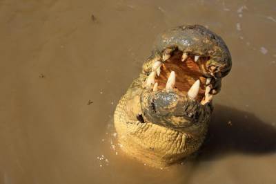 Zena bacila sina krokodilima   Zena bacila sina krokodilima