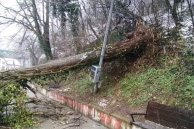  Oglasio se MUP, u Somboru stradala žena nakon što joj je drvo palo na auto 