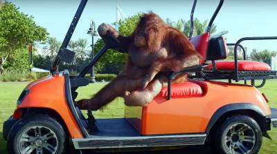  Rambo zenka majmuna koja vozi auto 
