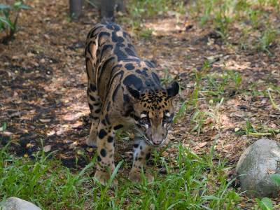  sundski oblačasti leopard 